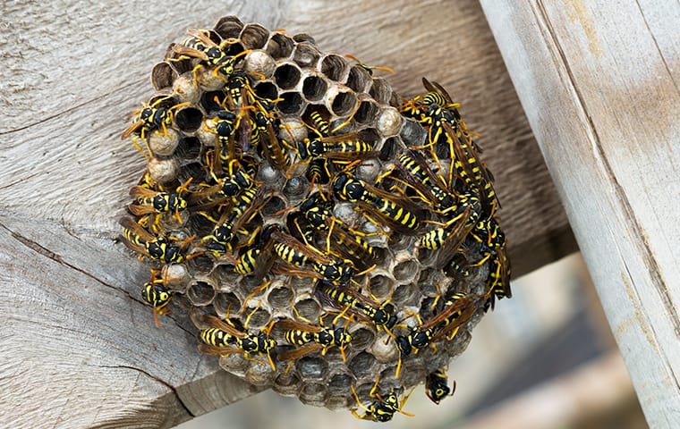 What Pest Control Techniques Get Rid Of Wasps Flying ...